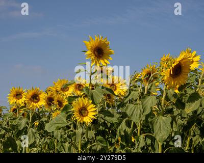 Leuchtend gelbe Sonnenblumen blühen auf einem Feld unter einem sonnigen blauen Himmel. UK Stockfoto