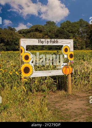 Selfie-Rahmen in einem britischen Sonnenblumenfeld. Stockfoto