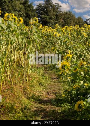 Pfad, der durch ein Sonnenblumenfeld führt, das von starkem Wind am Stadtrand von York, Großbritannien, durchquert wird Stockfoto