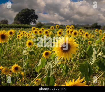 Gelbe Sonnenblumen blühen auf einer Blumenfarm am Stadtrand von York, North Yorkshire, vor einem dramatischen Himmel. UK Stockfoto