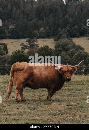 Schottische Highland-Kuh auf einem grasbewachsenen Feld mit Bergen dahinter Stockfoto