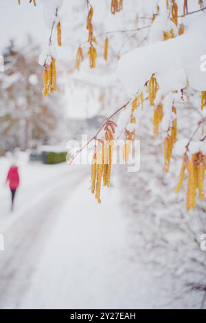 Schneebedeckter Zweig von Haselnusskätzchen in einer schneebedeckten Winterumgebung Stockfoto