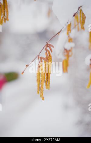 Gelbe Catkins eines Haselnussbusches, bedeckt mit Schnee, der an einem Wintertag in der Luft hängt Stockfoto