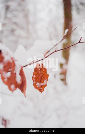 Trockenes Rotbuchenblatt, das an einem schneebedeckten Buchenhecke im Wald hängt, während eines schneebedeckten Wintertages Stockfoto