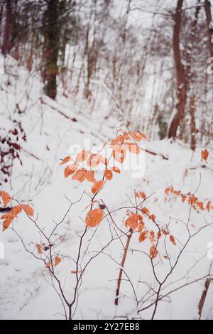 Blätter einer Buchenhecke im Winterwald bedeckt und umgeben von Schnee an einem kalten Tag Stockfoto