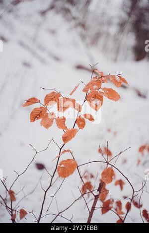 Braune Blätter einer Buchenhecke, die in einer Winterumgebung an einem kalten Tag im Schnee in der Luft aufsteigen Stockfoto