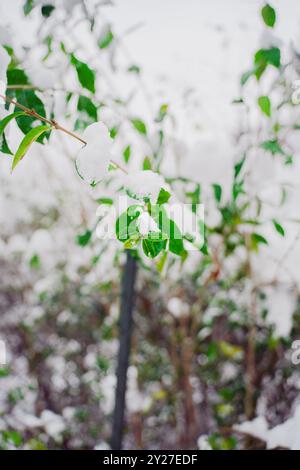 Zweig mit grünen Blättern, bedeckt mit Schnee im Winter Stockfoto