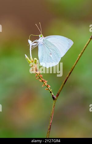 Afrikanische Migrantin (Catopsilia florella) trinkt Nektar in Kruger NP, Südafrika Ende November. Stockfoto