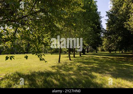 Bäume, die im Park wachsen, verschiedene Laubbäume in einem Mischpark Stockfoto