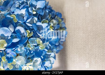Wunderschöne blaue Hortensie-Blüten auf einem weichen, neutralen Hintergrund in natürlichem Licht Stockfoto