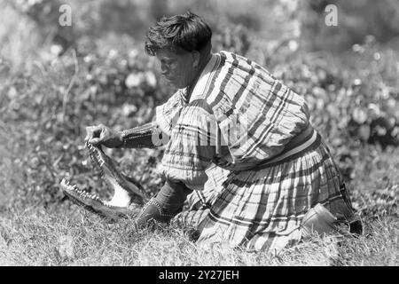 Florida Seminole Indian Wrestling an Alligator (wahrscheinlich auf Musa Isle) in Miami, Florida, 4. März 1924. (USA) Stockfoto