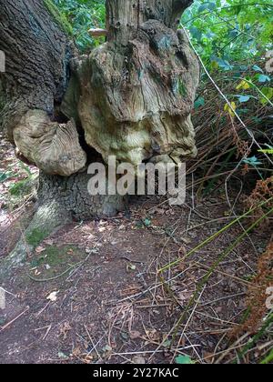 Ein Gesicht in der Rinde eines alten Baumes in Großbritannien Stockfoto