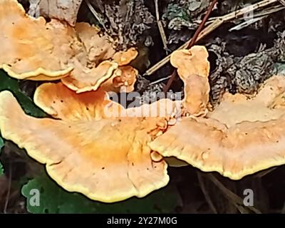 Pilze oder Pilze, die im Spätsommer auf einem Baum im Wald wachsen Stockfoto