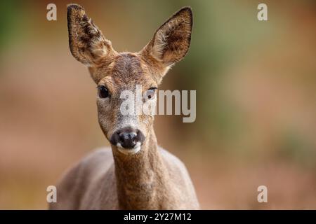 Rehkuh-Porträt Stockfoto
