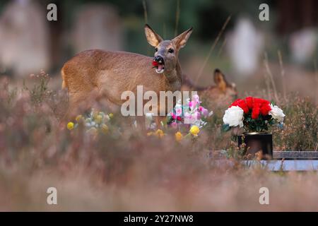 Rehe fressen künstliche Blumen, die von Trauernden auf dem Friedhof hinterlassen wurden Stockfoto