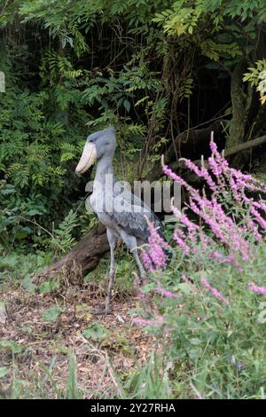 Shoebill (Balaeniceps rex) alias Walebill, Walkopfstorch, Schuhschnabelstorch im Pairi Daiza in Brugelette, Belgien Stockfoto