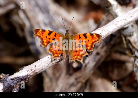 Komma-Schmetterling Stockfoto