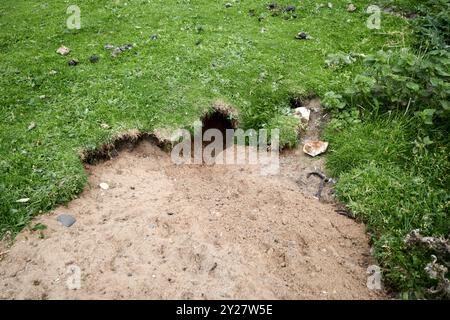 Frisch gegrabener Eingang zum Kaninchen warren in Sanddünen Nordküste nordiriens großbritannien Stockfoto