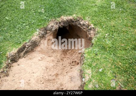 Frisch gegrabener Eingang zum Kaninchen warren in Sanddünen Nordküste nordiriens großbritannien Stockfoto