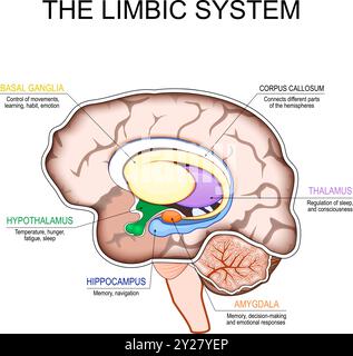 Das limbische System. Querschnitt eines menschlichen Gehirns. Mammillarkörper, Basalganglien, Hypophyse, Amygdala, Hippocampus, Thalamus, Gyrus cingulata, corp Stock Vektor