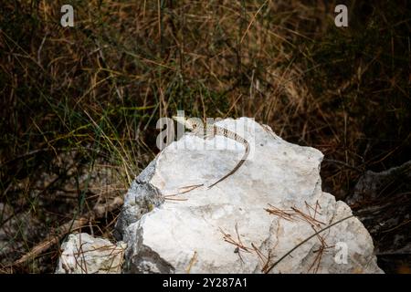 Die dalmatinische Mauerechse (Podarcis melisellensis) in natürlicher Umgebung, die auf dem weißen Felsen in der Stadt Rogoznica, Kroatien, steht Stockfoto