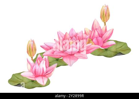 Wasserfarbe Lotusblume. Handgezeichnete botanische Wasserlilie-Illustration mit grünen Blättern auf isoliertem Hintergrund. Tropische Blumen in Pink für Einladungen, Stockfoto