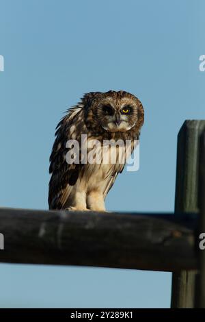 Junge Kurzohr-Eule (Asio flammeus) steht auf einem Zaun und tut ihre beste Bedrohungshaltung, um potenzielle Raubtiere einzuschüchtern. Stockfoto