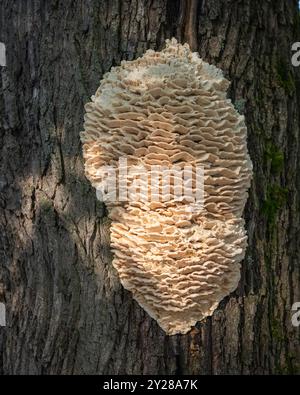 Nordzahnpilz, Climacodon septentrionalis, ein massiver Pilz, der auf einem Baum in Finnland wächst. Climacodon septentrionalis am Baum. Stockfoto