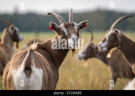 Hausziegen (Capra hircus) in der Natur. Braun-weiß melierte Ziege mit geschwungenen Hörnern auf einer Wiese im Herbst. Stockfoto