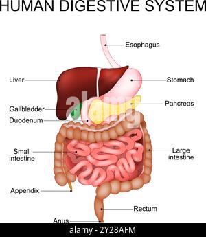 Verdauungssystem. Anatomie des menschlichen Gastrointestinaltraktes. Medizinisches Diagramm. Realistische Vektordarstellung. Detailliertes Poster. Stock Vektor