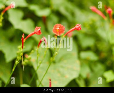 Plumerias und Morgenblumen wachsen in Südgeorgien, USA! Stockfoto