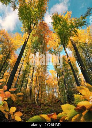 Herbstliche sonnendurchflutete Baumkronen mit bunten Blättern und blauem Himmel. Eine Weitwinkelaufnahme der Tiefe des Waldes an einem sonnigen Tag, eingerahmt von Blättern in der for Stockfoto