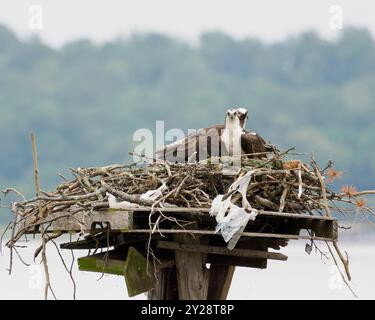 Zwei Ospreys im Nest, Dyke Marsh, Alexandria, VA Stockfoto