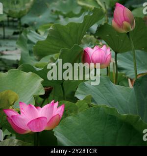 Drei Lotusblumen, Green Spring Gardens, Alexandria, VA, USA Stockfoto