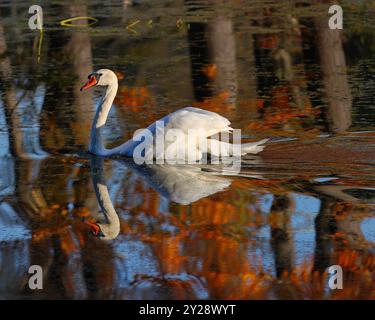 Stummer Schwan im Herbst mit Herbstlaub im Flusswasser Stockfoto