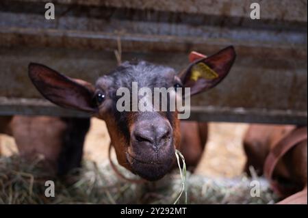 Käseherstellung auf Ziegenfarm, Rocamadour-Weichziegenkäse mit weicher Rinde, hergestellt auf dem Bauernhof in Perigord und Quercy, Frankreich, fa Stockfoto