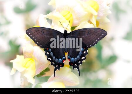 Makro eines dunkel/schwarzen weiblichen östlichen Tigerschwalbenschwanz-Schmetterlings (papilio glaucus) auf weichen gelben Gartenblumen - Draufsicht mit ausgebreiteten Flügeln Stockfoto