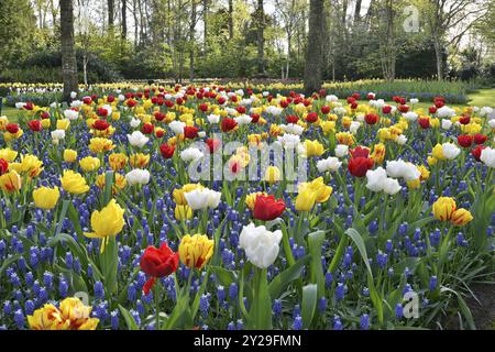 Tulpen (Tulipa) und Traubenhyazinthen (Muscari) im Keukenhof, Lisse, Südholland Stockfoto