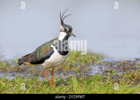 Nordkiefer (Vanellus vanellus), männlich auf einer feuchten Wiese, Duemmer, See, Wildtiere, Scharfvogel, Naturfotografie, Ochsenmoor, Duemmer See, Huede, L Stockfoto