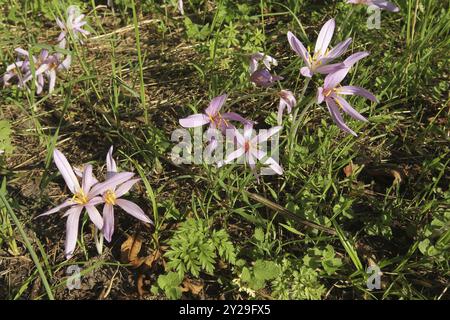 Wiesensafran (Colchicum autumnale) blühende Exemplare, Allgaeu, Bayern, Deutschland, Allgaeu, Bayern, Deutschland, Europa Stockfoto