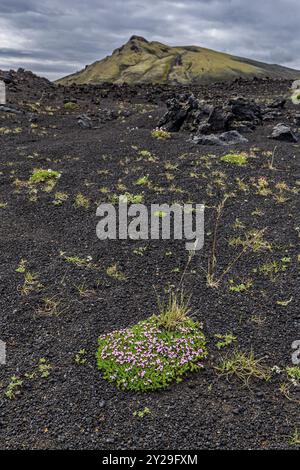 Vulkanische Landschaft, Lava, Krater, rosa Blumen, Berge, Sommer, bewölkt, Hochland, Laki, Lakagigar, Island, Europa Stockfoto