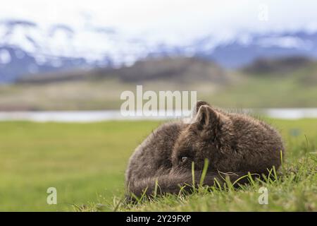 Dunkler Polarfuchs (Vulpes lagopus), der im Gras liegt und entspannt döst, Ostfjorde, Island, Europa Stockfoto