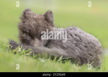 Dunkler Polarfuchs (Vulpes lagopus), der im Gras liegt und entspannt döst, Ostfjorde, Island, Europa Stockfoto