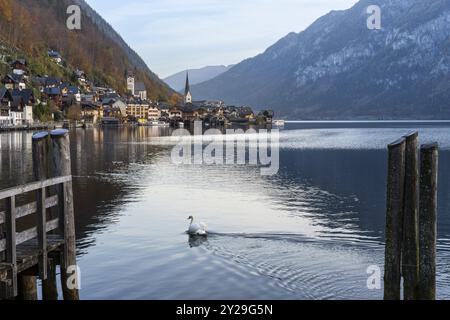 Blick auf Hallstatt und Hallstättersee. Morgens im Herbst. Ein Schwan im Vordergrund. Gutes Wetter. Hallstatt, Gmunden, Salzkammergut, Oberaustr Stockfoto