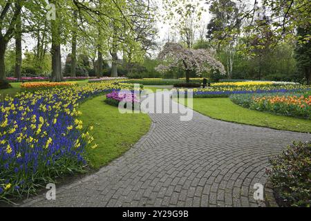 Tulpen (Tulipa), Narzissen (Narzissen) und Traubenhyazinthen (Muscari) in Keukenhof, Lisse, Südholland Stockfoto