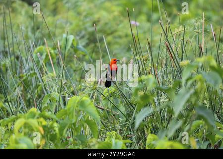 Bunte Amsel mit Scharlachkopf auf einem Schilfstiel vor grünem Hintergrund, Pantanal Feuchtgebiete, Mato Grosso, Brasilien, Südamerika Stockfoto