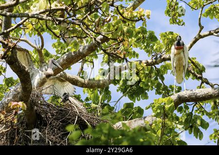 Jabiru Nest in einem Baum, Youngster versucht zu fliegen, Erwachsene sitzen auf Baumzweigen, Pantanal Feuchtgebiete, Mato Grosso, Brasilien, Südamerika Stockfoto