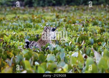 Junger Jaguar in einem Bett aus Wasserhyazinthen, Blick nach hinten, Blick auf den Fluss, Morgenstimmung, Pantanal Feuchtgebiete, Mato Grosso, Brasilien, Süden Stockfoto