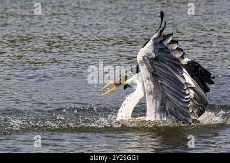 Cocoi-Reiher fangen Fische an der Flussoberfläche, Flügel nach oben, Pantanal Feuchtgebiete, Mato Grosso, Brasilien, Südamerika Stockfoto