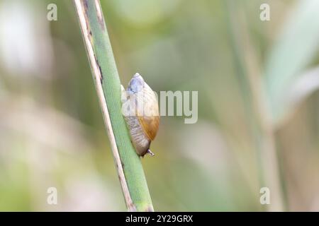 Bernsteinschnecke (Succinea putris), am Stiel, Baden-Württemberg, Deutschland, Europa Stockfoto